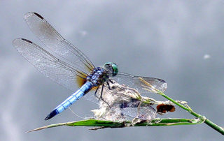 dragonfly perception