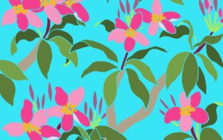 frangipani blooms