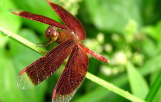 red dragonfly symbolism
