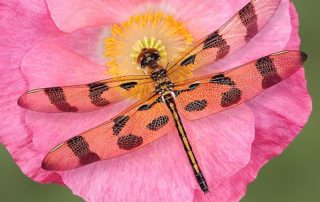pink and black dragonfly