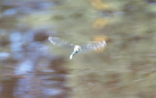 soaring dragonfly