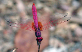 hot pink dragonfly