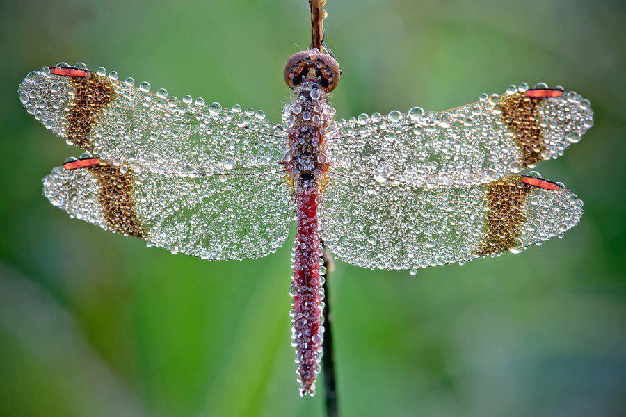 raindrops on dragonfly