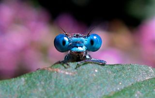 dragonfly eyes