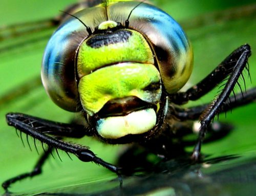 The Stealth Design Of Dragonflies