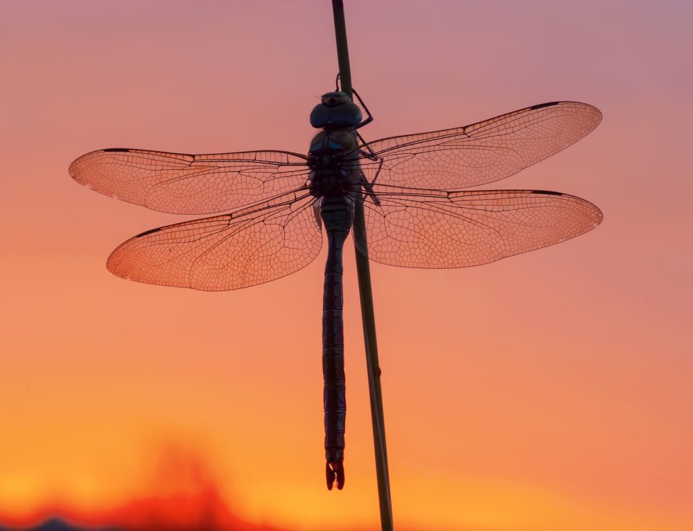 Red Dragonfly Symbolism And The Transformation Of Death