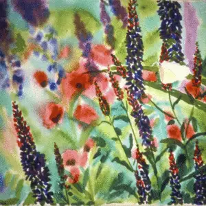 lavender flowers