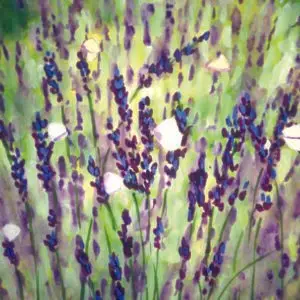 White Butterflies In The Lavender