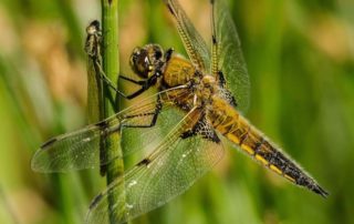 dragonfly transformation