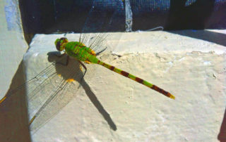 green dragonfly