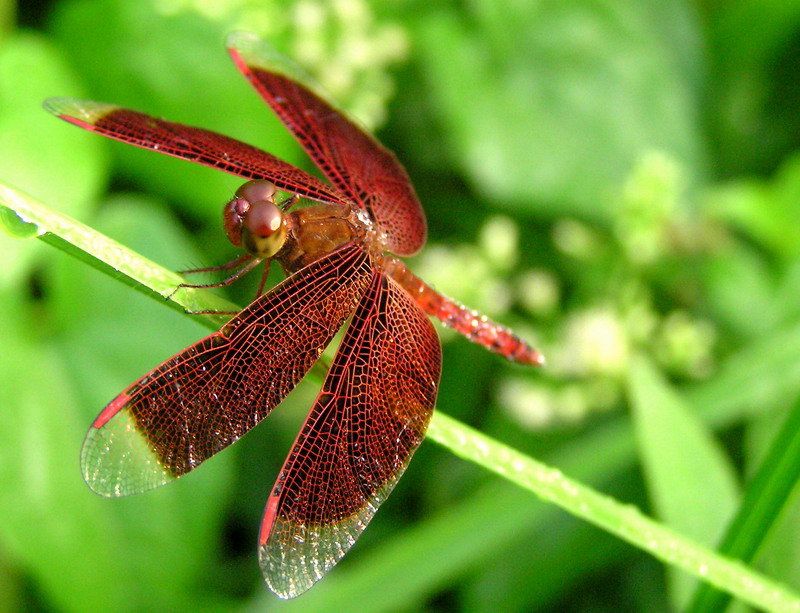 red dragonfly symbolism
