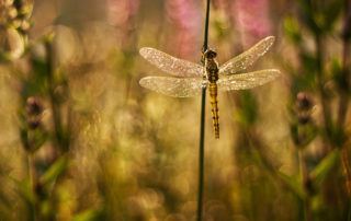 shimmering dragonfly