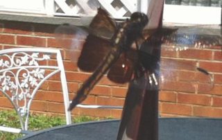dragonfly visitor