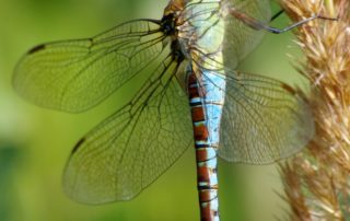 female dragonfly