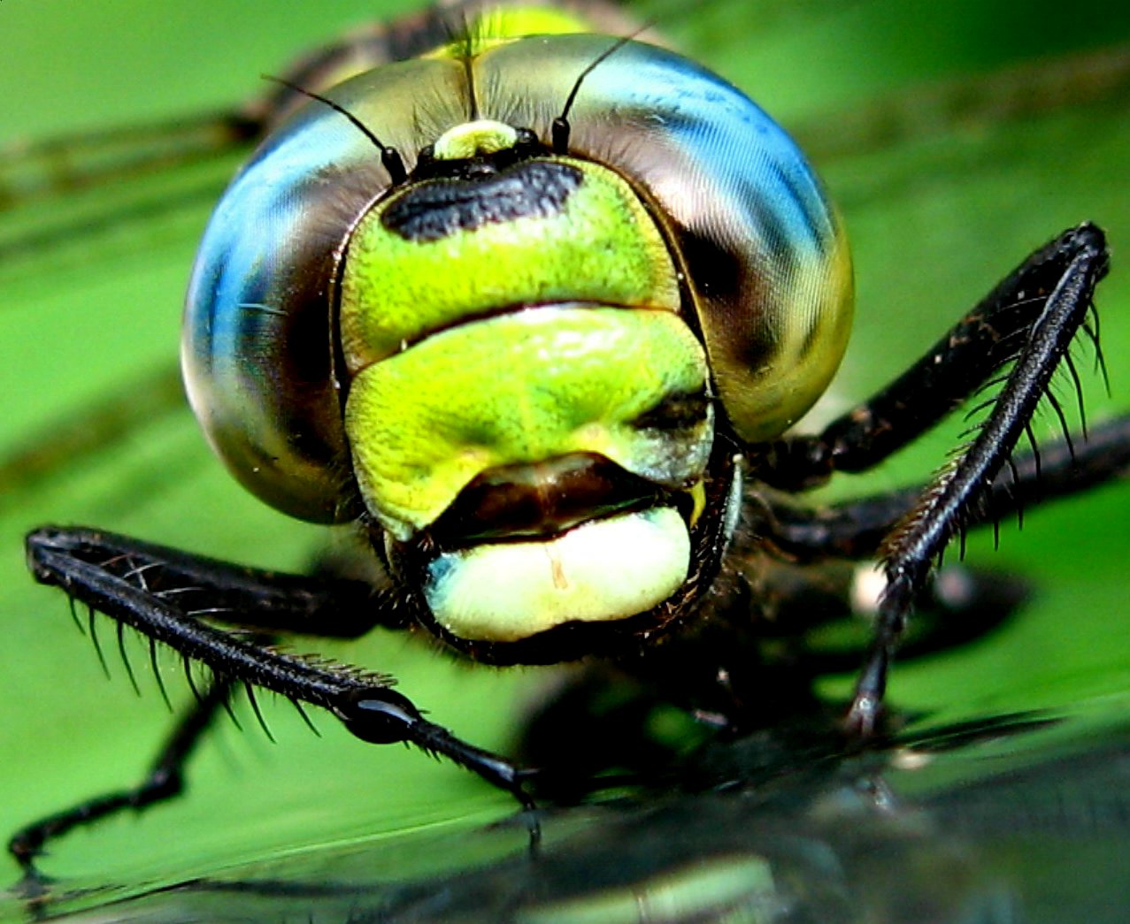 The Stealth Design Of Dragonflies
