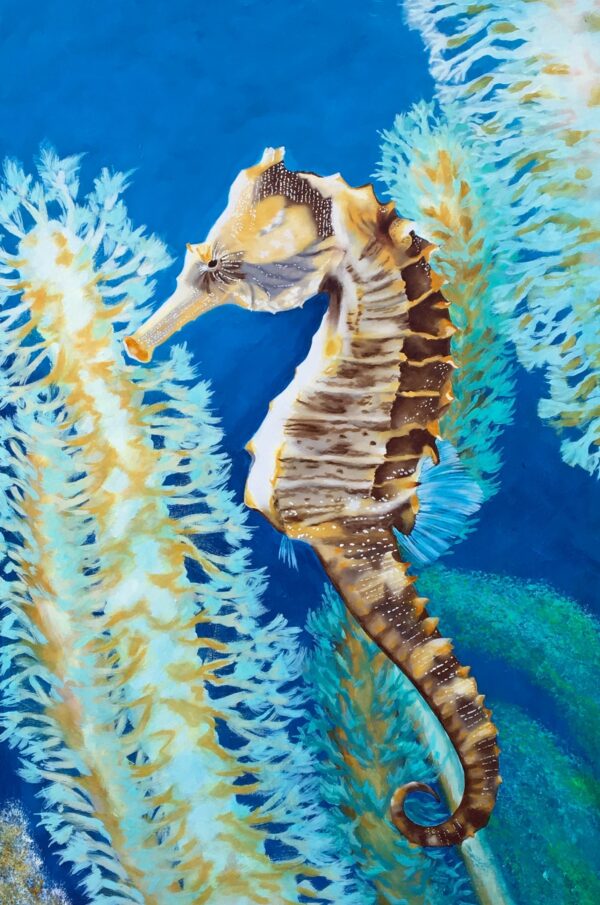 seahorse in coral