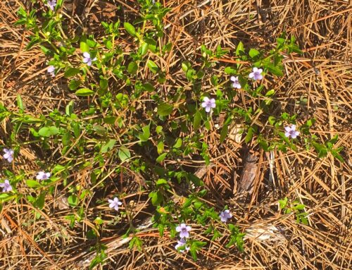 The Beauty and Benefits of Florida’s Native Plants